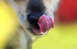 how-to-stop-a-dog-from-licking