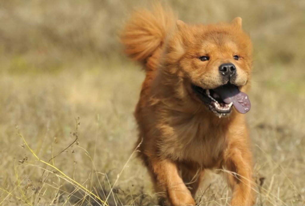 Running Dog Breed Chowchow