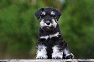 how-much-does-a-Miniature-Schnauzer-cost
